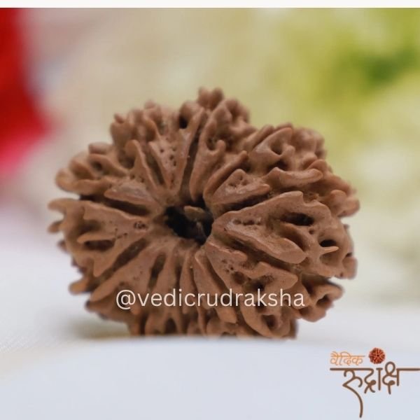 125 Nepali 10 Mukhi (face)Rudraksha Powerful Protection Bead) (Lab Certified | - Image 1