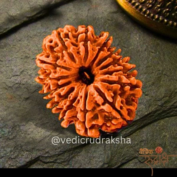 130 (1) Surya Shakti 12 Mukhi Rudraksha – Nepali Origin (Lab Certified) - Image 1