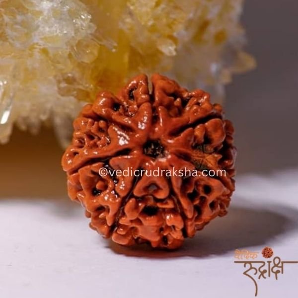 143-min Original Nepali 7 Mukhi Rudraksha for Wealth & Stability - Image 1