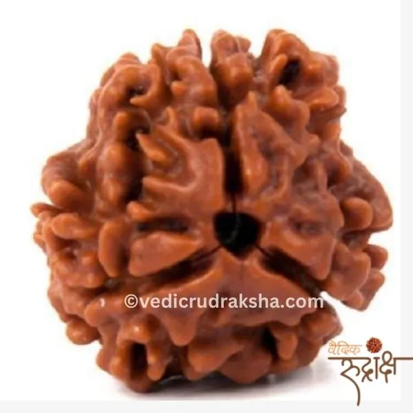 163 3 Mukhi Rudraksha with Certification – Original Nepali Rudraksha for Health, Confidence & Positivity - Image 1