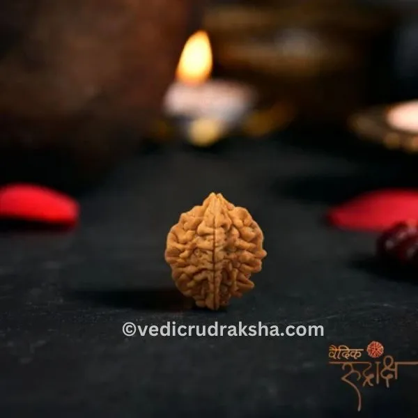 169 2 Mukhi Rudraksha with Lab Certification | Original & Authentic - Image 1