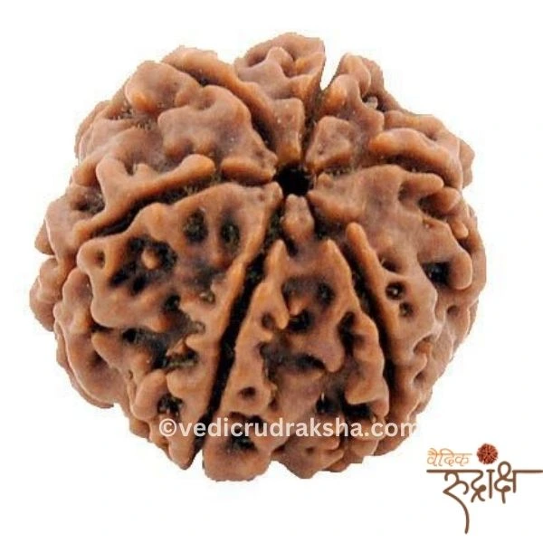 173 6 Mukhi Rudraksha with Lab Certification | Certified & Original - Image 1