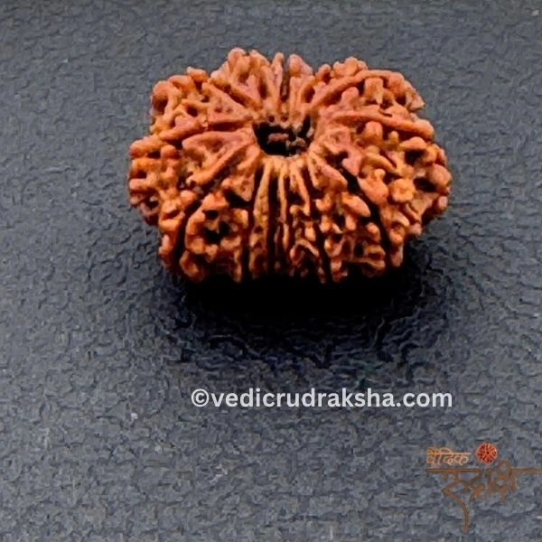182 13 Mukhi Rudraksha with Lab Certification | Original Thirteen Faced Bead - Image 1