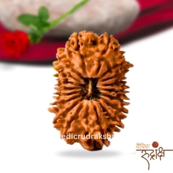 191 16 Mukhi Rudraksha Certified | Original Sixteen Faced Bead for Protection, Courage & Victory - Image 1