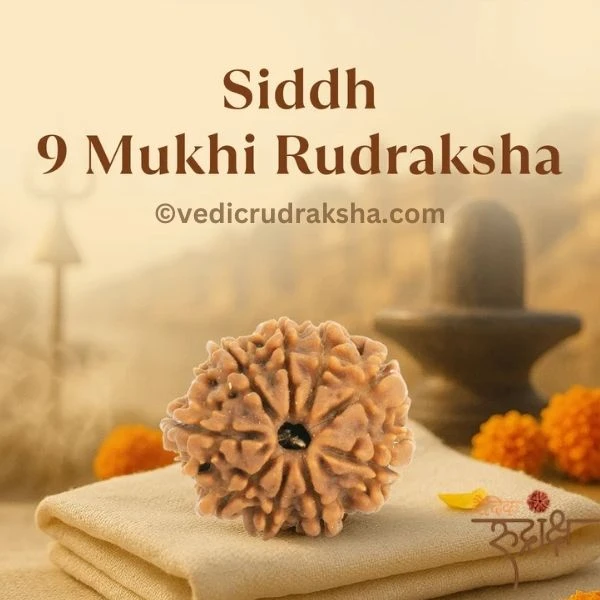 205-2 Original 9 Mukhi Nepali Rudraksha – Lab Certified & Energized | Authentic Bead of Goddess Durga for Power & Protection - Image 1