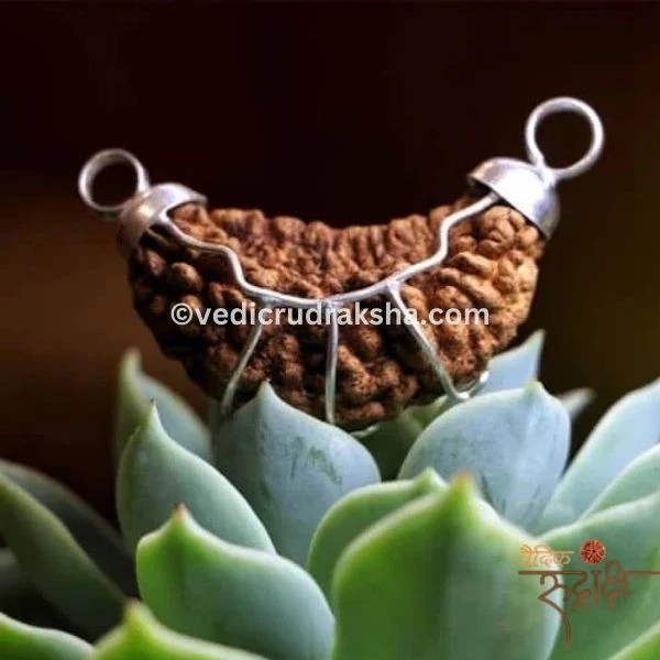 206 Original 1 Mukhi Rudraksha Half Moon Shape – Lab Certified | Rare & Divine Bead of Lord Shiva - Image 1