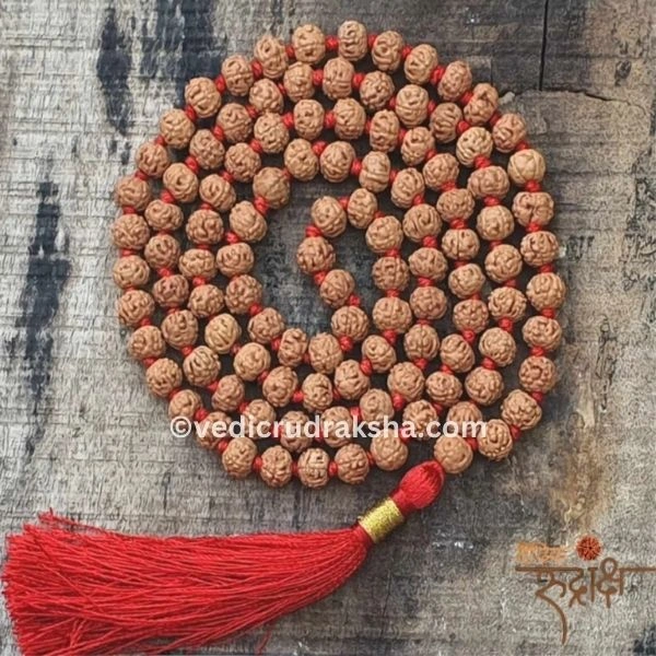 235 Natural 6 Mukhi Rudraksha Mala with Lab Certificate – Original & Certified Spiritual Beads - Image 1