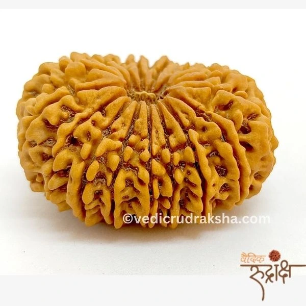 VR-Products-5-1 Certified 18 Mukhi Rudraksha | Original Eighteen Faced Bead for Wealth, Health & Spiritual Growth - Image 1