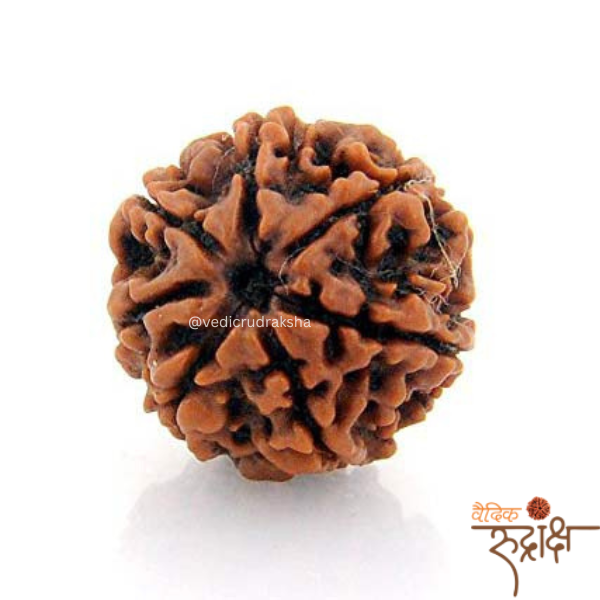 VR-Products Premium 7 Mukhi Nepali Rudraksha Bead – Certified & Energized | For Financial Growth - Image 1
